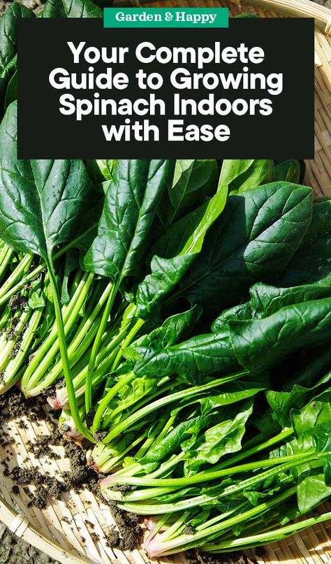 Indoor Spinach Garden, Growing Greens Indoors, How To Grow Spinach Indoors, Grow Spinach Indoors, How To Grow Spinach, Indoor Vegetable Garden, Grow Spinach, Classic Savory, Growing Vegetables Indoors