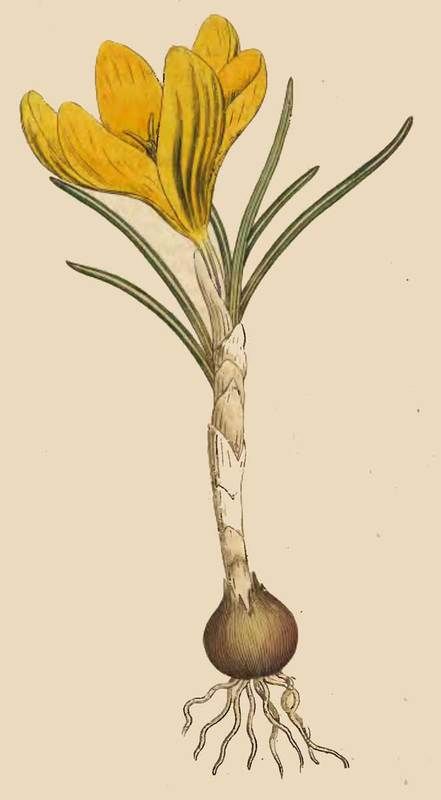 Leaf Journal, Spring Crocus, Botany Illustration, Nature Sketch, Vintage Botanical Prints, Scientific Illustration, Daily Drawing, Botanical Drawings, Mini Paintings