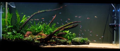 Low Tech Planted Aquarium, Aqua Inspiration, Biotope Aquarium, Fish Tank Themes, Neon Tetra, Fish Tank Terrarium, Diy Fish Tank, Fish Tank Design, Aquascape Design