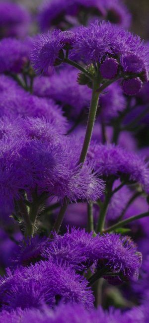 Purple Garden, Iphone Lockscreen, Purple Reign, Purple Love, All Things Purple, Purple Lilac, Purple Rain, Purple Wallpaper, Purple Aesthetic