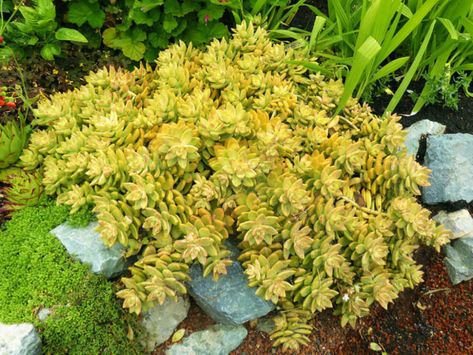 Golden Sedum, Garden Ground, Sedum Plant, Flower App, Landscape Plants, Drought Resistant, Pink Highlights, Raised Bed, Yellow Leaves