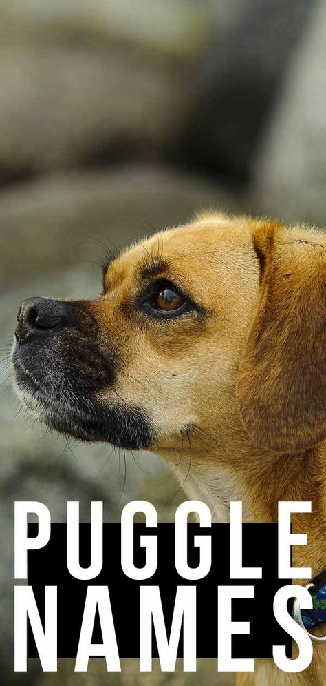 Puggle Names – Find The Perfect Name For Your Cute Cross List Of Dog Names, Cross Photos, Puggle Puppies, Puggle Dogs, Dog Images Hd, Names Dog, Best Dog Names, Puppies Pictures, Images Cartoon