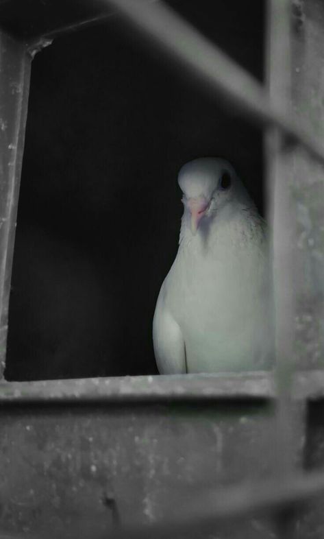 White Pigeon, Wattpad Background, Photography Mobile, Birds In The Sky, Dreamy Photography, Muslim Pictures, Fairytale Photography, White Bird, Cinematic Photography