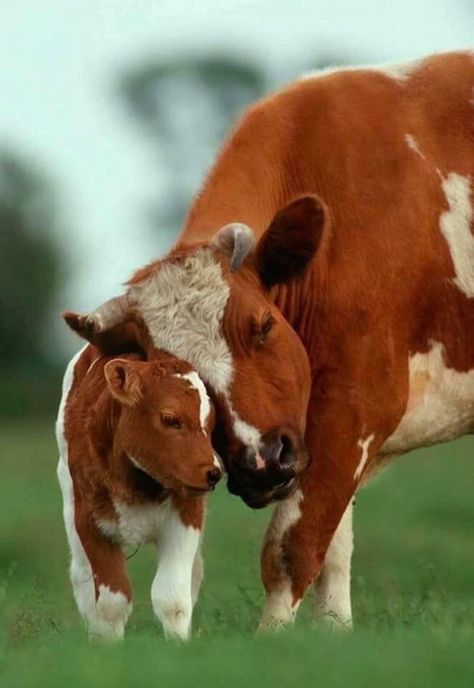 Cows In Love, Mom And Baby Animals, Cow Pictures, Baby Cows, Pretty Animals, Cute Animals Images, Hereford, Fluffy Animals