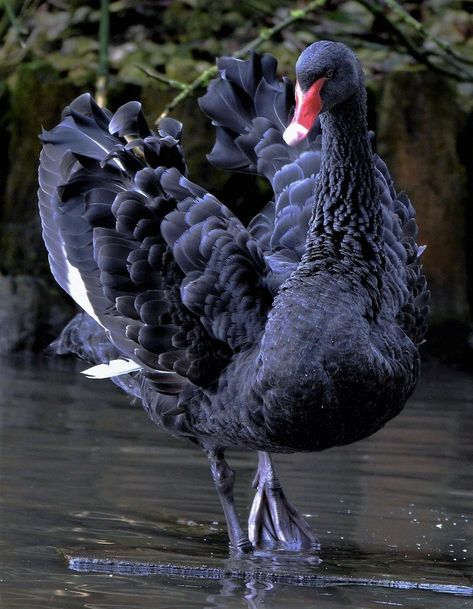 Black Swan Photography, Black Swan Animal, Black Swan Bird, Black Swan Tattoo, Beautiful Swan, Australian Birds, Pretty Animals, Australian Animals, Animal Totems