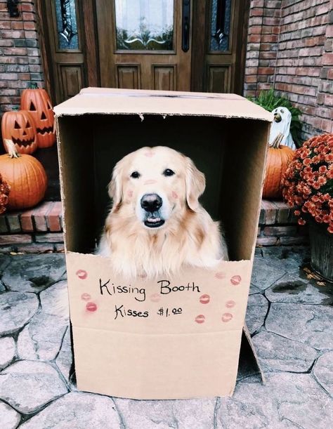 Funny Animal Photos, Kissing Booth, Baby Animals Funny, Animal Pics, Puppies Funny, Funny Animal Pictures, Animal Photo, Funny Animal, Great Dane