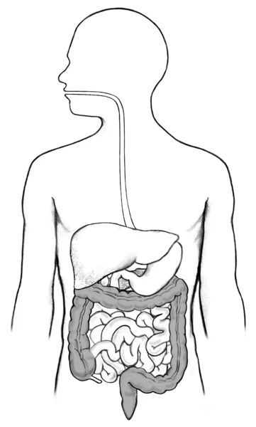 Digestive tract - shaded - Media Asset - NIDDK Mouth Digestive System, Tract Design, Text Drawing, Mouth Drawing, Digestive Tract, Drawing Simple, Large Intestine, The Human Body, Digestive System