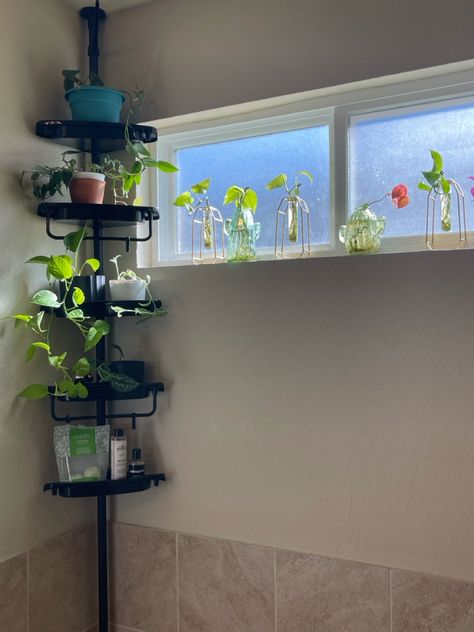 Using a tension shower corner shelf to make cat friendly plant shelves! Cat Plant Shelves, Cat Friendly Plants, Shower Corner Shelf, Toilet Shelf, Corner Toilet, Plant Corner, Toilet Shelves, Cat Plants, Tension Rod