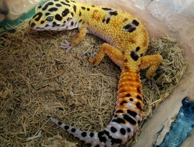 How to Create a Humid Hide For a Leopard Gecko? - Care Guides For Pet Lizards Leopard Gecko Moist Hide, Leopard Gecko Humid Hide, Humid Hide For Leopard Gecko, Leopard Gecko Setup, Leopard Gecko Hide, Gecko Cage, Leopard Gecko Habitat, Leopard Gecko Care, Gecko Tank