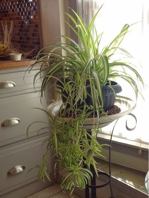 Here's my secret for keeping my  Spider Plant healthy while  inside During Winter Trumpet Plant, Mother In Law Plant, Airplane Plant, Spider Plant, Inside Plants, Winter Plants, Spider Plants, The Spider, Growing Plants