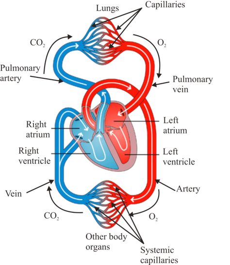 Chapter Notes: Life Processes | Class 10 Biology Notes Class 10 Science Notes, Chapter Notes, Notes Biology, Human Circulatory System, Science Facts Mind Blown, Biology Diagrams, Class 10 Science, Learn Biology, Ideas Notes