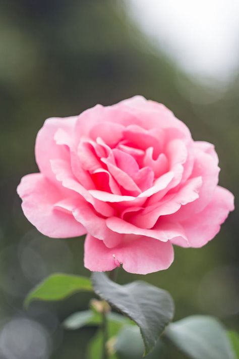 Close-Up Photography of Pink Rose Floral Reference Photos, Pink Rose Wallpaper, Roses Pinterest, Object References, Lovable Quotes, Rosé Close Up, Close Up Art, Rose Reference, Roses Photography