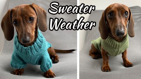 Tunisian Crochet Dog Sweater Free Pattern, Crochet Dashound Sweater Pattern Free, Crochet Weiner Dog Sweater Free Pattern, Medium Dog Crochet Sweater Patterns, Crochet Dachshund Sweater Pattern Free, Dachshund Sweater Pattern Free, Crochet Wiener Dog Sweater Free Pattern, Crochet Dog Sweater Free Pattern Dachshund, Sausage Dog Jumper Knitting Pattern Free