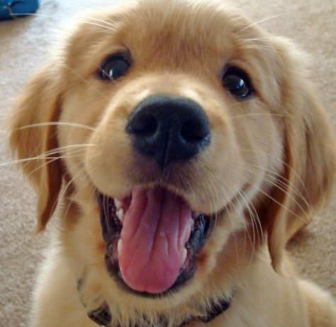 Golden Retriever smiling at you Golden Retriever Puppy, Retriever Puppy, Golden Retrievers, Cavalier King Charles Spaniel, Cavalier King Charles, Australian Shepherd, Training Tips, 귀여운 동물, Yorkshire Terrier