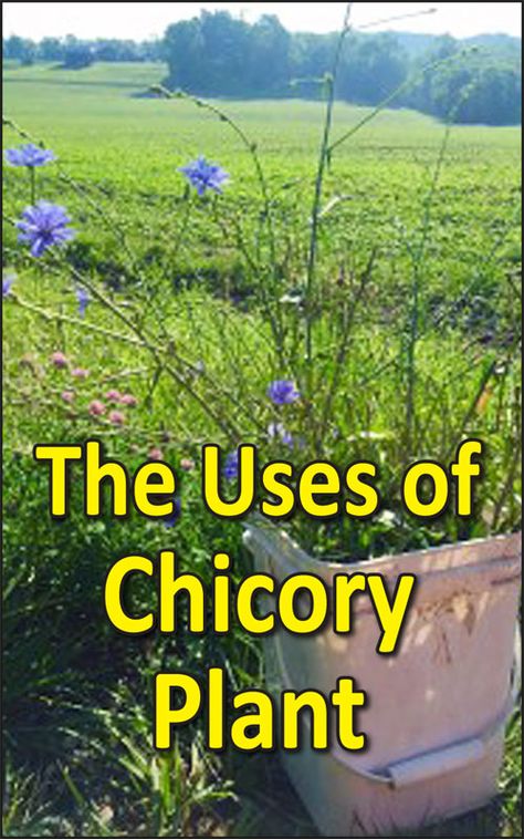 Chicory Flower Uses, Chicory Tincture, Chicory Plant, Wild Chicory, Medicinal Wild Plants, Medicinal Weeds, Food Foraging, Wild Foraging, Wild Food Foraging