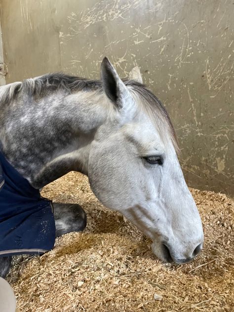 Dapple Grey Horse Aesthetic, Grey Horse Aesthetic, Dapple Gray Horse, Horses Aesthetics, Dapple Grey Horse, Dapple Grey Horses, Irish Sport Horse, Grey Horses, Buy A Horse