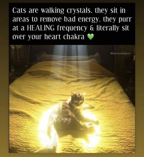 Cat Purring Frequency, Cat Purr Healing, Chakras Balance, Cat Spirit Animal, Meditative Mind, Witchy Women, Cat Spirit, Animal Spirit Guides, Cat Purr