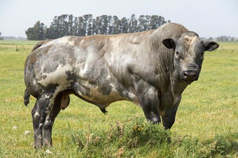 The Belgian Blue has a genetic trait known as double-muscling which results in high meat production (20% higher). But this trait can also result in significant calving problems, so many calves are born via cesarean section. Meat Cow Breeds, Raising Beef Cattle, Beefmaster Cattle, Beef Breeds Cattle, Belgian Blue Cattle, Bonsmara Cattle, Belgian Blue, Blue Cow, Milk Production