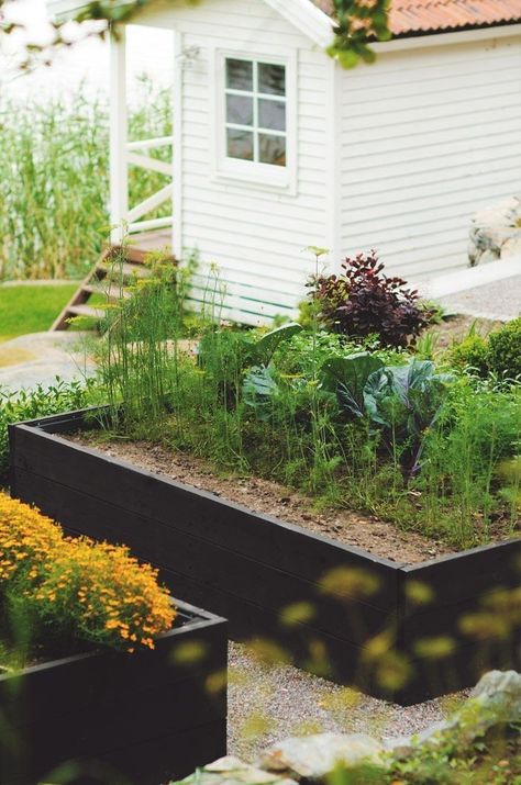 Trend Alert: Black-Stained Raised Beds - Gardenista Raised Bed Herb Garden, Vegetable Patch, Garden Layout Vegetable, Vegetable Garden For Beginners, Veg Garden, Have Inspiration, Garage Ideas, Plants And Flowers, Garden Bed