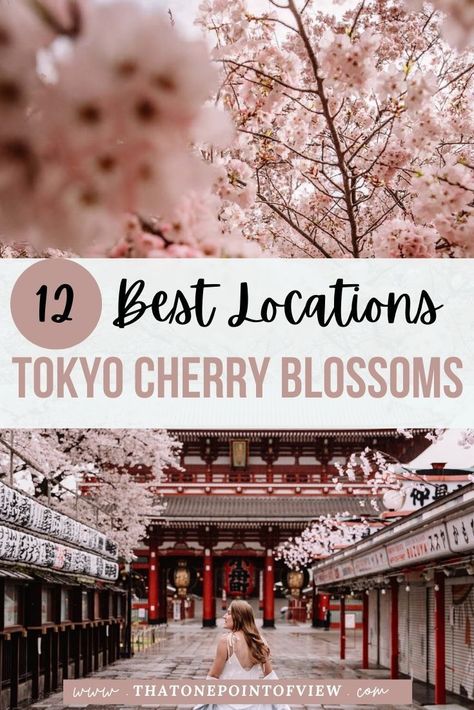 It is hard to nail down the best places to see the cherry blossom trees in Tokyo, so I have compiled them all for you in this post, with most of them being completely free! I'm going to show you the 12 best locations to see the Cherry Blossom Trees in Tokyo Japan, including which spots are completely free and logistical information to get there! Japan travel | Japan cherry blossom season | cherry blossoms in Tokyo | Tokyo Japan Spring | Japan In Cherry Blossom Season, Cherry Blossom Season Japan, Japan In The Spring, Japan Cherry Blossom Festival, Tokyo In April, Spring In Tokyo, Tokyo Cherry Blossom, Tokyo Sakura, Tokyo Trip