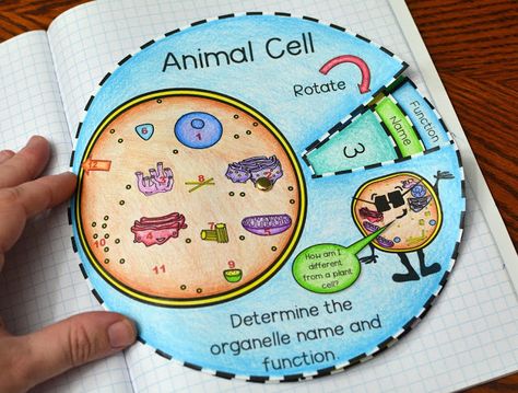 Animal Cell Activity, Animal Cell Project, Science Cells, Plant And Animal Cells, Cells Project, Biology Projects, Cell Model, Biology Classroom, Cells Activity