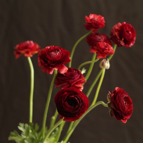 Red Ranunculus Deep Red Ranunculus, Dark Red Ranunculus, Ranculus Flowers, Flower Ranunculus, Burgundy Ranunculus, Deep Red Flowers, Red Ranunculus, April Flowers, Ceremony Flowers