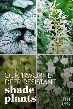 These are plants that thrive in the shade that aren't tempting to hungry deer. Although no plant can be considered completely deer-resistant, here's a list of shade flowers that most deer avoid. #deerproofplants #shadeplants #deerresistantplants #gardening #bhg Deer Resistant Landscaping Shade, Landscape Design Deer Resistant, Deer Resistant Annuals For Containers, Deer Resistant Perennials Sun, Deer Friendly Landscaping, Shade Deer Resistant Plants Perennials, Deer Resistant Plants Perennials, Deer Resistant Ground Cover Perennials, Deer Resistant Shade Garden Design