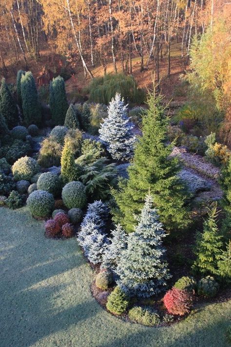 Japanese Garden Backyard, Conifer Garden, Evergreen Landscape, Conifers Garden, Evergreen Garden, Privacy Landscaping, Japanese Garden Design, Front Landscaping, Garden Care