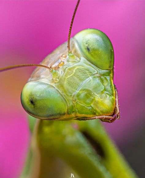 Praying Mantis Painting, Prang Mantis, Pray Mantis, 30 Day Art Challenge, Cute Moth, Bird People, Human Body Art, Bug Collection, Cool Bugs