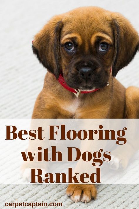 Best Flooring For Dogs, Best Floors For Dogs, Most Durable Flooring, Dog Mansion, Best Wood Flooring, Best Flooring For Kitchen, Pet Friendly Flooring, Mud Puddle, Alternative Flooring