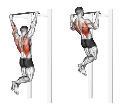 Back Muscle Exercises, Pull Exercises, Pull Up Variations, Pull Up Workout, Back Workout Routine, Assisted Pull Ups, Gym Workout Guide, Biceps Brachii, Bicep Muscle