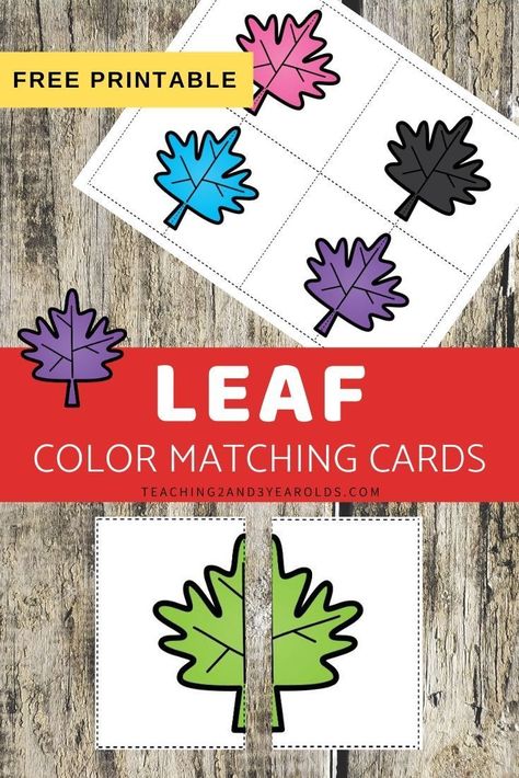 Work on simple symmetry and balance with these leaf color matching printable cards. Fun for your fall theme! #symmetry #balance #matching #colors #leaf #fall #toddler #preschool #printable #teaching2and3yearolds Preschool Leaves Activities, Leaf Lessons, Tree Activities, Preschool Color Activities, Fall Activities For Toddlers, Fall Lesson Plans, Folder Activities, Classroom Boards, Toddler Montessori