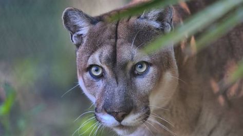 Mega-development would threaten the Florida panthers very survival Florida Panther, Everglades Florida, Mountain Lion, Endangered Animals, Florida Panthers, Primates, Endangered Species, Kissimmee, Tolkien