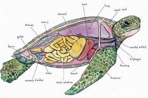 Below the Shield – Sea Turtle Anatomy Marine Biology Anatomy, Marine Biologist Drawing, Marine Animals Drawing Aesthetic, Marine Biology Posters, Marine Biology Notes Turtle, Animal Biology Notes, Oceanography Marine Biology Aesthetic, Marine Science Notes, Marine Biology Art