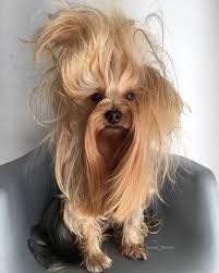 Dog Hairstyles, Brushing Hair, Yorkie Hairstyles, Baby Grooming, Fun Sayings, Hairstyles Pictures, Braids Hairstyles Pictures, Grooming Tips, Oily Hair