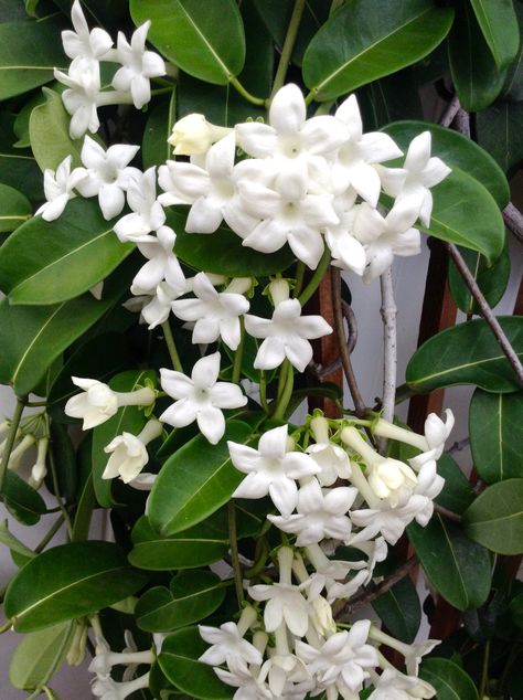 Stephanotis Flower Tattoo, Stephanotis Flower, Stephanie Stamatis, Stephanotis Wedding Bouquet, Stephanotis Bouquet, Flowers, Plants