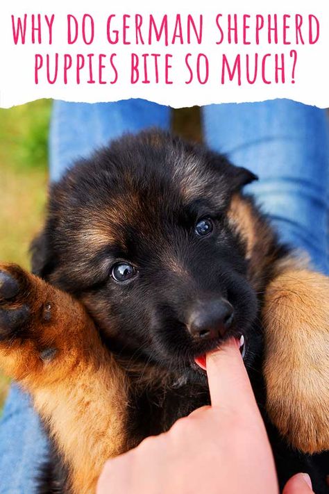 German Shepherd Puppy Essentials, Train Puppy, Dog Boarding Ideas, German Shepherd Care, Baby German Shepherds, German Shepherd Puppies Training, Ignore Him, Cockapoo Puppy, German Shepherd Training