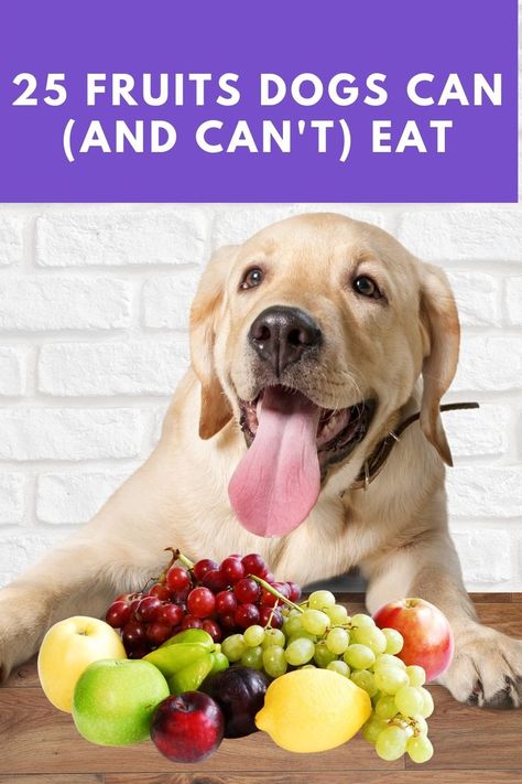 Dog sitting in front of a bunch of fruit Fruit That Dogs Can Eat, Fruits For Dogs Healthy, What Fruits Can Dogs Eat, Fruits Dogs Can Eat, Fruits Good For Dogs, Safe Fruits For Dogs, Fruit Dogs Can Eat, Fruits For Dogs, Toxic To Dogs