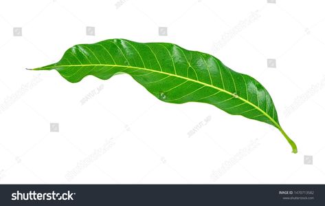 Isolated Green Mango Leaf On White Stock Photo 1470713582 | Shutterstock Mango Leaf, Mango Leaves, Artist Reference, Leaf Png, Green Mango, Mango Tree, 5 Image, White Stock, White Background