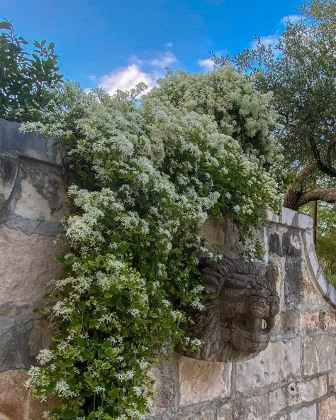 Sweet Autumn Clematis, Fall Perennials, Autumn Clematis, Clematis Vine, In Full Bloom, Autumn Garden, Dream Garden, Clematis, Garden And Yard