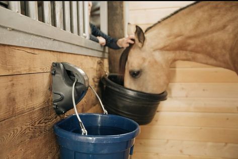 How Cascada Equine is checking all the boxes with their automatic watering system for your horse. Read the full article at theplaidhorse.com! Automatic Horse Waterer, Automatic Waterer, Barn Stalls, Automatic Watering System, Horse Magazine, Horse Stall, Watering System, Daily Activity, Horse Stalls