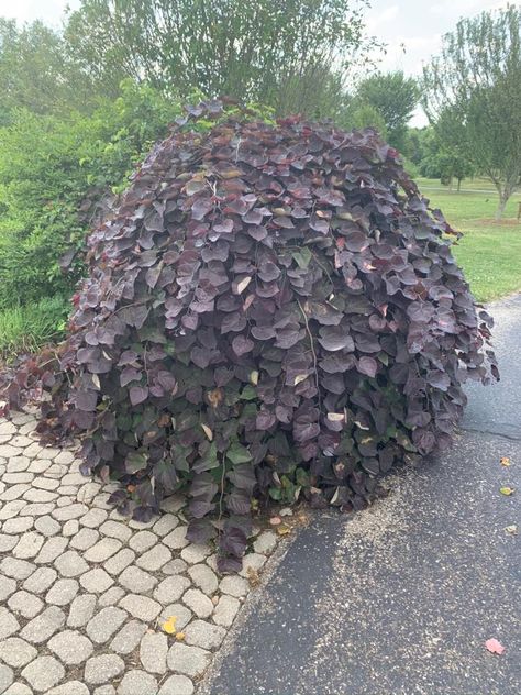 Noted for its unique weeping habit, award-winning Cercis canadensis 'Ruby Falls' (Redbud) is a compact, deciduous tree with profuse, pea-like, dark rose flowers that arise before the foliage in spring on bright red stems. ... As spring turns to summer, the foliage turns burgundy before maturing to green in late summer. Ruby Falls Redbud Tree, Ruby Falls Weeping Redbud, Ruby Falls Redbud, Ornamental Trees Landscaping, Gardening 2023, Cottage Yard, Feature Tree, Cercis Canadensis, Trees Landscaping