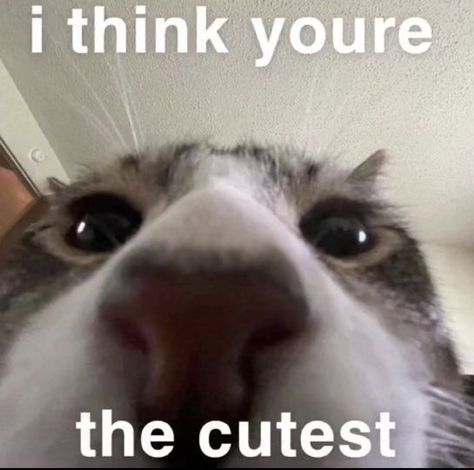 Cute Cat Pick Up Lines, Cat Pick Up Lines, Pick Up Line Jokes, Silly Cats Pictures, Cat Icon, Cute Messages, Im Tired, Your Amazing, Silly Animals