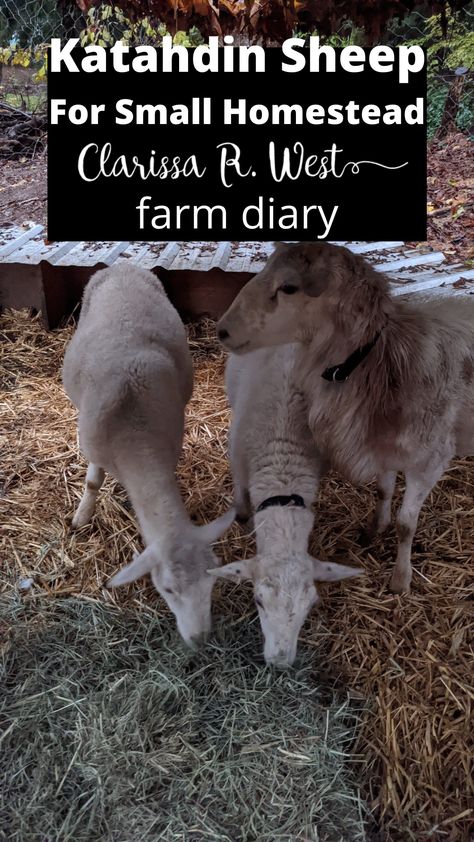 Katahdin Sheep For Small Homestead (farm diary) Dairy Sheep Breeds, Sheep Shelter Ideas, Sheep Farming Ideas, Homestead Sheep, Raising Lambs, Milking Sheep, Homestead Management, Dairy Sheep, Sheep Feeders