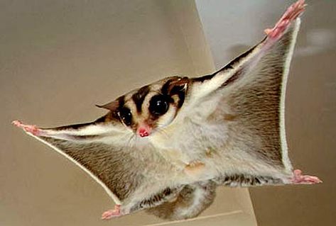 Too cool!! Sugar Glider. Sugar Glider Baby, Sugar Glider Pet, Australian Mammals, Funny Animal Comics, Sugar Bears, Sugar Gliders, Flying Squirrel, Sugar Glider, Australian Animals