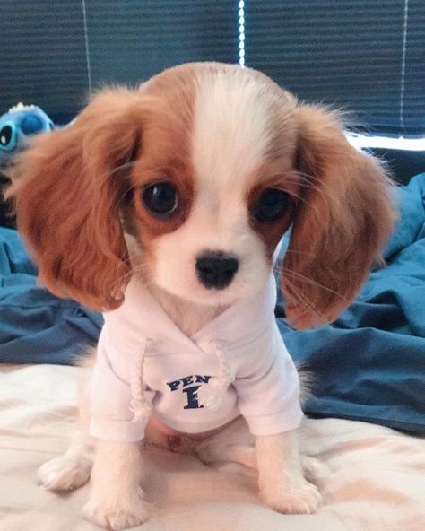 This Adorable 2-Year-Old Puppy Is So Tiny, It's Hard To Believe He's Fully Grown Cavalier Puppies, Cavalier Puppy, Super Cute Puppies, 강아지 그림, Adorable Babies, Baby Animals Pictures, Acoustic Music, Spaniel Puppies