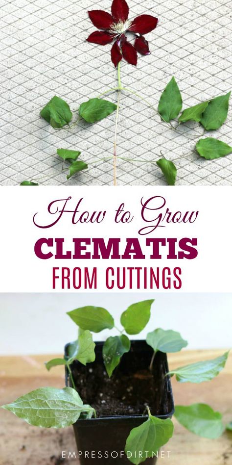 Propagating Clematis Vines, Propagating Perennials, Propagating Clematis, Clematis Plant, Landscaping Around Patio, Clematis Care, Clematis Trellis, Propagate Plants, Clematis Plants