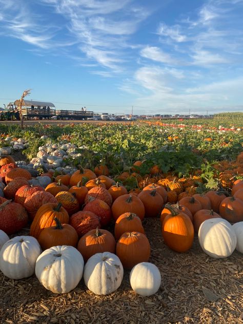 Fall Aesthetic Pics, Pumpkin Patch Aesthetic, Patch Aesthetic, Fall Lifestyle, Pumpkin Aesthetic, Pumpkin Patch Birthday, Fall Szn, Halloween Sleepover, Fall Board