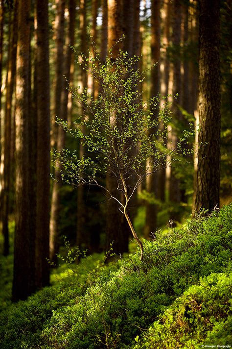 Deep In The Forest, Woodland Cottage, Photography Sky, A Walk In The Woods, Into The Forest, Tree Photography, Woodland Forest, Forest Trees, Tree Hugger