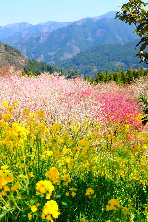 multicolored flower field during daytime photo – Free Image on Unsplash Japan Nature, Camp Tent, Flower Places, Wild Flower Meadow, Colorful Places, Flower Field, Pretty Places, Beautiful Wallpapers, Nature Photos